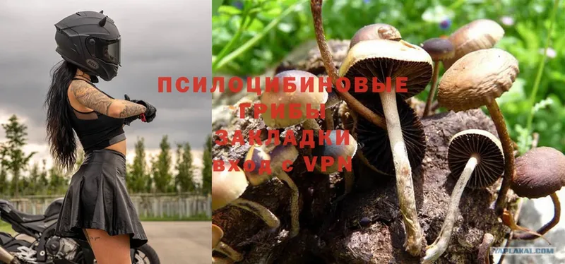 Псилоцибиновые грибы Psilocybe  OMG ссылки  Чусовой 